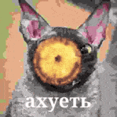 a pixelated image of a cat with a donut in its mouth and the word axyetb written below it