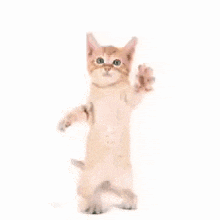Cat Dance Cat Dancing GIF - Cat Dance Cat Dancing Go Kitty GIFs