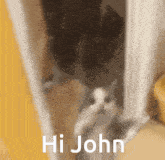 John Hi GIF - John Hi Meow GIFs