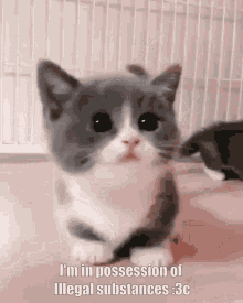 Kitty Kitten GIF - Kitty Kitten Cat GIFs