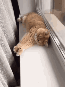 Persik Persik Cat GIF - Persik Persik Cat Omg GIFs