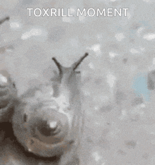 a close up of a snail with the words toxrill moment written on the bottom