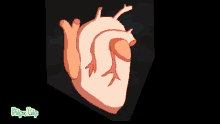 Real Heart Heartbeat GIF - Real Heart Heartbeat Pumping GIFs