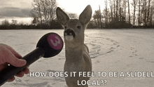 Deer Snow GIF - Deer Snow Interview GIFs