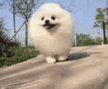 No Pomeranian GIF - No Pomeranian Running Dog GIFs