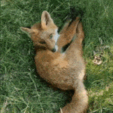 Fox Zorro GIF - Fox Zorro Sleep GIFs