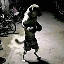 Dog Boxing GIF