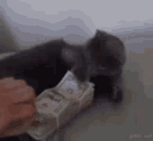 Cats Mone GIF - Cats Mone This Is Mine GIFs