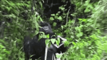 Gorilla Ape GIF - Gorilla Ape Eating GIFs