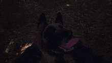 a dog with its tongue hanging out is being held by someone