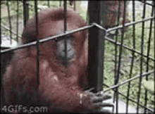 Monkey Orangutan GIF - Monkey Orangutan Grab GIFs