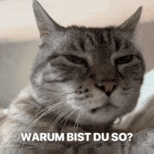 a close up of a cat with the words " warum bist du so " next to it