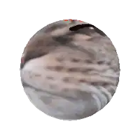 a sphere with a picture of a woman 's face on it