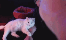 Eddie Cat GIF - Eddie Cat Chilling GIFs