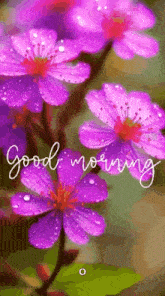 a bunch of purple flowers with the words `` good morning '' written on them