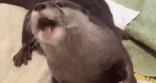 Animals Otter GIF - Animals Otter Love GIFs