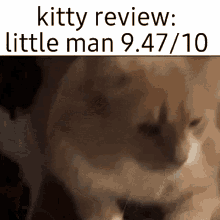 Kitty Review Cat GIF - Kitty Review Cat Babey GIFs