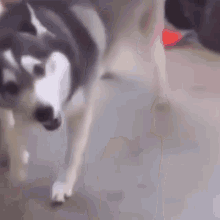 a husky dog is walking on a sidewalk .