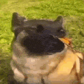 собака с бабочкой на носу бабочка GIF