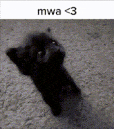 a black and white photo of a dog with the words mwa < 3 on the bottom