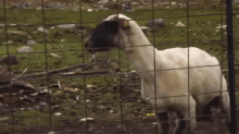 Screaming Sheep GIF - Sheep Scream Rawr GIFs