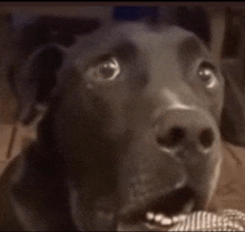 Shocked Dog GIF - Shocked Dog GIFs