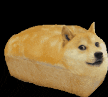 Doge Bread GIF - Doge Bread GIFs