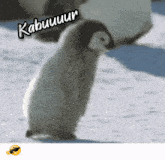 a baby penguin is standing in the snow with the words kabuuuur written above it