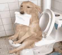 Dog Enjoying GIF - Dog Enjoying Pooping GIFs