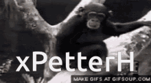 X Petter H Owner GIF - X Petter H Petter Owner GIFs