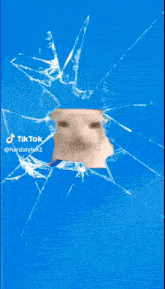 a dog 's face is visible through a broken screen
