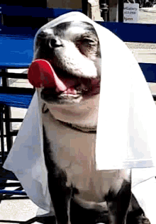 One With The Force Dog GIF - One With The Force Dog Funny Animals GIFs