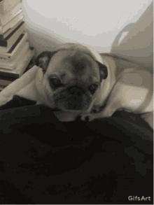 a pug dog is laying on a bed next to a pile of books and a gifs art watermark