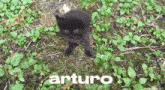 Arturo Adrianabeast865 GIF - Arturo Adrianabeast865 GIFs