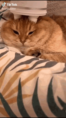 Massage Cat GIF - Massage Cat Kitty GIFs