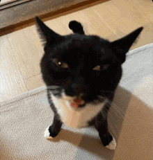 Cat Ugly GIF