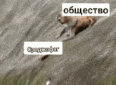 a dog is walking down a hill with a sign above it that says ' общество '