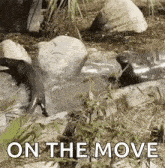 a couple of otters are swimming in a pond with the words `` on the move '' written on the bottom .