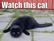 Cat Shanks GIF
