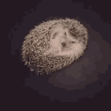 Hedgehog Cute GIF - Hedgehog Cute GIFs