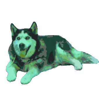 Anjing Asoy Anjing Lucu Sticker - Anjing Asoy Anjing Lucu Anjing Stickers