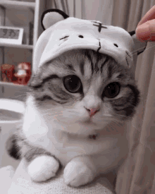 Cat Meow GIF - Cat Meow Cute Cat GIFs