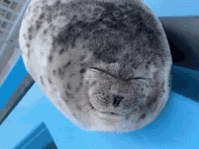 Seal Silly Seal GIF - Seal Silly Seal Ponsuke GIFs