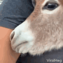 Donkey Pet GIF