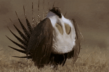 a bird with feathers on it 's wings standing in the grass