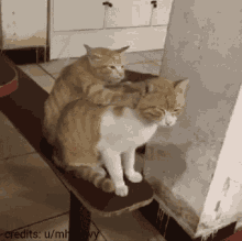 Cat Massage Cat GIF - Cat Massage Cat Cats GIFs
