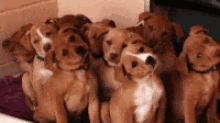 Puppy Dogs GIF - Puppy Dogs Cute GIFs