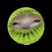 Kiwicat Meme GIF - Kiwicat Kiwi Meme GIFs