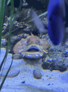a fish is swimming in a tank with a blue fish behind it