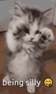Being Silly Hey GIF - Being Silly Hey Cute Kitty GIFs